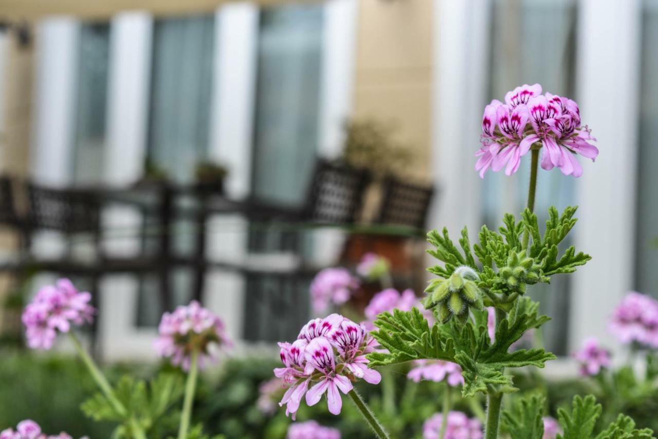 Villa Vasiliki PalaiónTsiflíkion Zewnętrze zdjęcie